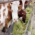 Vitamine K3 in dierlijke veehouderij